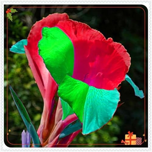 Perennial,Giant Canna Lily Bulbs, Hardy, Professional for Beautiful Garden Displays-1 Bulb-G