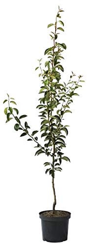 Birnenbaum Abate Fetel Birne - Herbstbirne Birnbaum Buschbaum 110-140 cm 10 Liter
