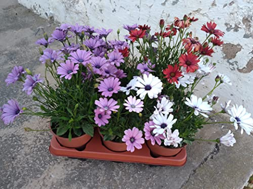Dimorphoteca Pack 6 Plantas Naturales maceta de 13 cm