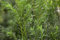 Taxus baccata 'Schwarzgrün' Kugel 25-30 cm - Eibe, immergrün, ideal für formale Gärten, pflegeleicht, winterhart