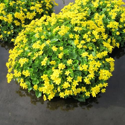 Caltha palustris VAR. palustris (Marsh Marigold) - Hardy Perennial for Water Gardens and Ponds – 3X 1 Litre Potted Plant by Thompson & Morgan