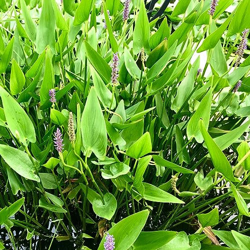 20 pcs Hechtkraut pflanze samen - dekoration wohnzimmer,Pontederia cordata,Seltene Pflanzen serie, bäume kaufen büropflanzen bäume garten winterhart gewächshaus balkon blumensamen