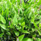 20 pcs Hechtkraut pflanze samen - dekoration wohnzimmer,Pontederia cordata,Seltene Pflanzen serie, bäume kaufen büropflanzen bäume garten winterhart gewächshaus balkon blumensamen