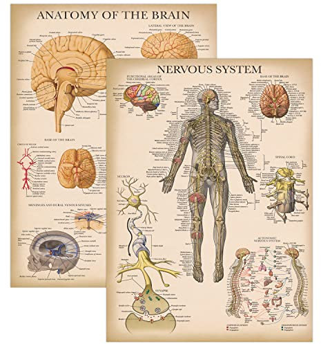 Palace Learning 2er-Pack – Vintage-Poster mit Nervensystem und Gehirnanatomie – Set mit 2 anatomischen Diagrammen – laminiert 45,7 x 61 cm