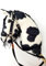 Steckenpferd A4 (Pferd auf einem Stock) Hobby Horse A4 komplett mit Kantar wie auf dem Foto (Czarny)