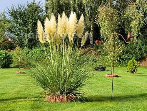 Pampas grass White feather - 200 seeds + Plant tag + Freebie - Cortaderia selloana