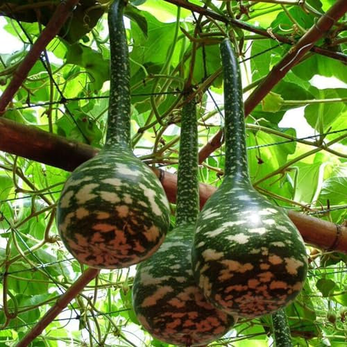 5 pezzi di zucca maculata di cigno Lagenaria Siceraria semi di ortaggi semi di piante cimelio da giardinaggio per piantare ora