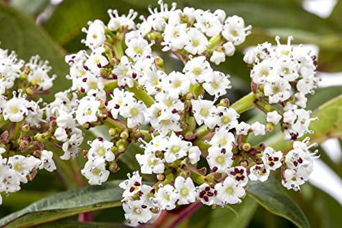 Immergrüner Schneeball 40-60 cm Topf Viburnum davidii immergrün Bodendecker