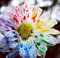 Vista Seltene Aquarell Chrysantheme Samen Schöne Regenbogen Aquarell Chrysantheme Natürliche DIY Garten Blume 120 STÜCKE