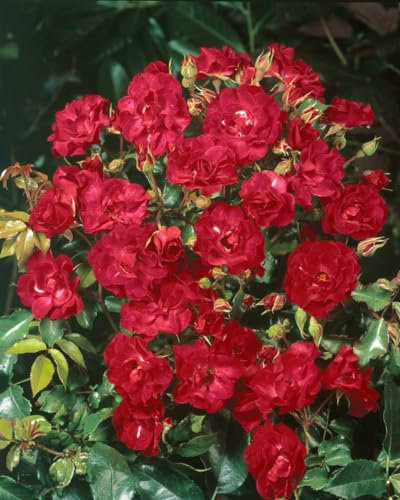 Rosa 'Rotilia' 5-7,5 Liter Container - Beetrose, leuchtend rote Blüten, Blütezeit Juni-Oktober, ideal für Beete, pflegeleicht und robust