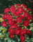 Rosa 'Rotilia' 5-7,5 Liter Container - Beetrose, leuchtend rote Blüten, Blütezeit Juni-Oktober, ideal für Beete, pflegeleicht und robust