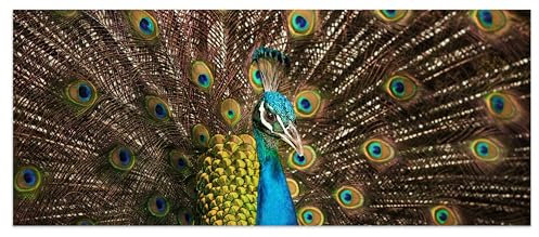 wandmotiv24 Leinwandbild sch�ner Pfau 120x50cm (BxH) Bilder auf Leinwand, Dekoration Wohnung modern M1005