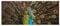 wandmotiv24 Leinwandbild sch�ner Pfau 120x50cm (BxH) Bilder auf Leinwand, Dekoration Wohnung modern M1005