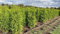 Thuja occidentalis 'Brabant' 200-225 cm - Lebensbaum, immergrün, ideal als Hecke, schnellwachsend, winterhart, pflegeleicht