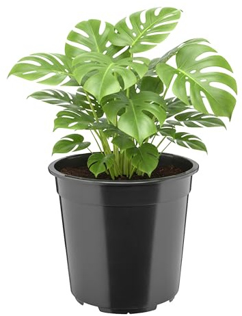 Garronda Blumentopf rund hoch Kunststoff Ø24 x 22 cm (7L) mit Drainagelöchern Pflanztopf Robustes PP Pflanzgefäß für Garten Gewächshaus Balkon Anzucht Innen Außenbereich Schwarz GD-0203