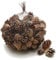 NaDeco Sylvestris-Zapfen, verpackt mit 1 kg, ca. 150 Stück | Waldkiefer-Zapfen | Pinus sylvestris | Kieferzapfen | Tannenzapfen | Zapfen-Deko | Fichtenzapfen | Deko-Zapfen | Zapfen zum Basteln