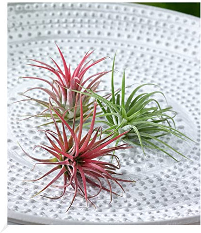 BALDUR Garten Tillandsien Mix, 3 Pflanzen Deko Pflanzen Airplants Luftpflanzen Zimmerpflanzen, Grünpflanze, mehrjährig - frostfrei halten, pflegeleicht, Wasserbedarf gering, Tillandsia
