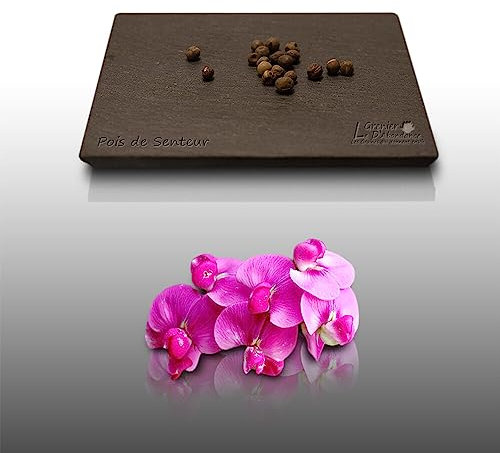 20 graines Fleurs à semer - Le Grenier d'Abondance - POIS DE SENTEUR - Lathyrus Odoratus