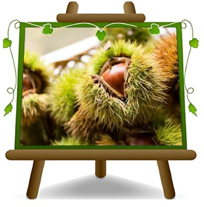 Castañas Euro-japonesas planta frutal maraval en maceta de 20x26 cm - árbol max 180 cm -3 años