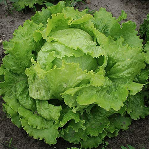 Batavia Salade Blonde de Paris - Laitue - 50+ graines - Graines - Légumes