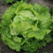 Batavia Salade Blonde de Paris - Laitue - 50+ graines - Graines - Légumes