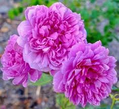 100 Stück Rugosa-Rose-Blumensamen,