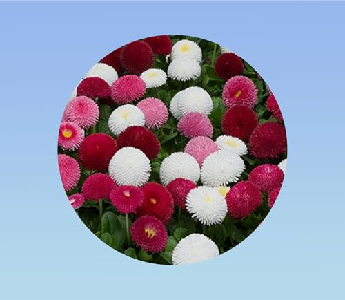 1000 graines de fleurs bellis perrennis - pâquerette - pomponette - Planète graines -