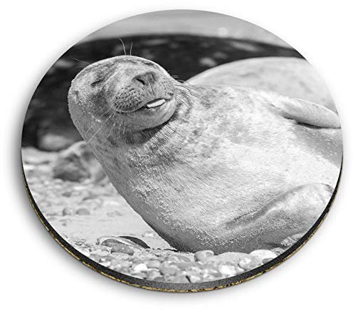 1 x Round MDF Magnet - Cute Grey Seal Pup Sunbathing 39444