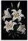 PMLBAOUS Rustikale Lilien-Wandkunst, Leinwand-Poster, Vintage, Natur, Blume, Landschaft, Druck, Poster auf Leinwand, ästhetische Wanddekoration für Zuhause, Zimmer, Büros, Kunstwerk, 20 x 30 cm