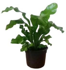 Helecho Asplenium Vivo Perfecto para Esquinas Sombrías y Estilo Tropical