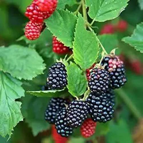 Semi di lampone, 50 pezzi di semi di lampone per piantare semi per piantare frutta e verdura, semi di bacche dolci semi di frutta non OGM per piantare il giardino domestico Mescola il colore Semi Di