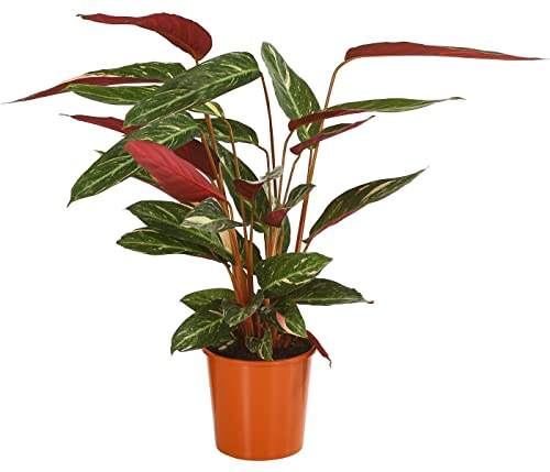 Dehner Korbmarante Magicstar, farbiges Laub, ca. 65-75 cm,Ø Topf 17 cm | Calathea sanguinea, tropische Zimmerpflanze, für helle bis halbschattige und luftfeuchte Standorte