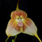 100 pcs affen orchidee pflanze kaufen samen - Dracula simia - bienenweide saatgut, pflanzen garten, Affengesicht Orchidee, balkonblumen, pflanzen winterhart draußen garten pflanzen,