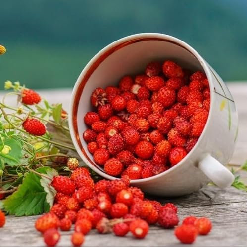 Semi di Fragola di Bosco o Alpina per Prato Fruttifero, Fragolina Selvatica, Fragole di montagna, wild strawberry seeds