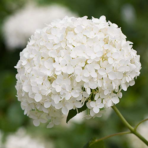 GardenersDream Hortensie Annabelle - Strahlend Weiße Schneeball Pflanze - Annabelle Hortensien Winterhart - Premium Garten Blumen - Pflegeleichter Zierstrauch