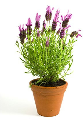 Lavanda Planta Natural Pequeña En Maceta - Planta Aromática y Ornamental