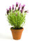 Lavanda Planta Natural Pequeña En Maceta - Planta Aromática y Ornamental