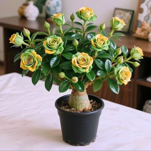 Bulbi di rosa del deserto - resistenti al calore e alla siccità - ornamentali - adatti per la decorazione della casa-1bulbi-A