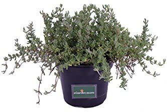 Pianta di Barba di Giove Piantra di Drosanthemum Hispidum pianta grassa pianta da fiore pianta da esterno pianta pendente pianta ornamentale pianta vera venduta da eGarden.store