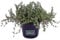 Pianta di Barba di Giove Piantra di Drosanthemum Hispidum pianta grassa pianta da fiore pianta da esterno pianta pendente pianta ornamentale pianta vera venduta da eGarden.store