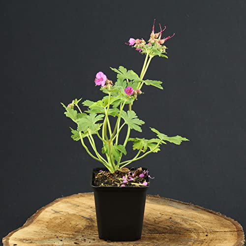 Balkan Storchschnabel lila-rosa Geranium macrorrhizum Bodendecker von INTRAGARTEN