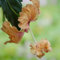 100 pcs hibiskus samen winterhart - blumen samen, plants (Hibiscus rosa-sinensis) pflanzen balkon, bio samen exotische pflanzen winterhart, bienenweide mehrjährig gartenblumen pflanzen,