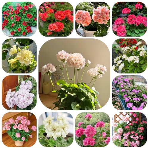 piante di geranio pendenti - semi gerani resistenti piante resistenti per il giardino erbe aromatiche piante in vaso resistenti all'esterno balcone rialzato fiori 450pcs