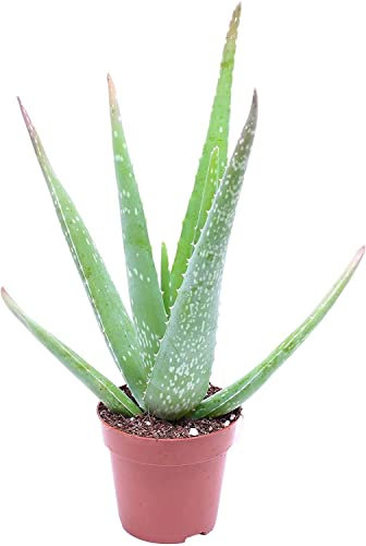 aloe vera medica pianta grassa resistente 30 cm vaso 14 biologica Vivaio Annese
