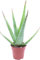 aloe vera medica pianta grassa resistente 30 cm vaso 14 biologica Vivaio Annese