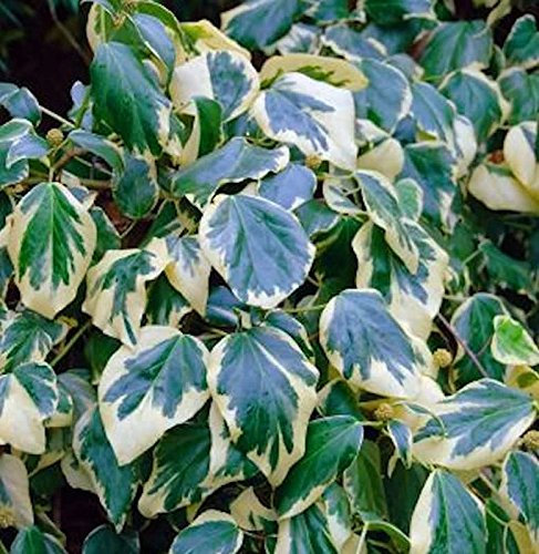 Gelbbunte Kaukasischer Strauch Efeu 80-100cm - Hedera colchica