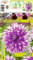 AGRONOM | Dalias - TABLE DANCER | Bulbos de flores perennes | Flores Violeta | Se cultivan en jardines de flores, macetas, se plantan en céspedes en flor | Paquete de 1 bulbos de flores