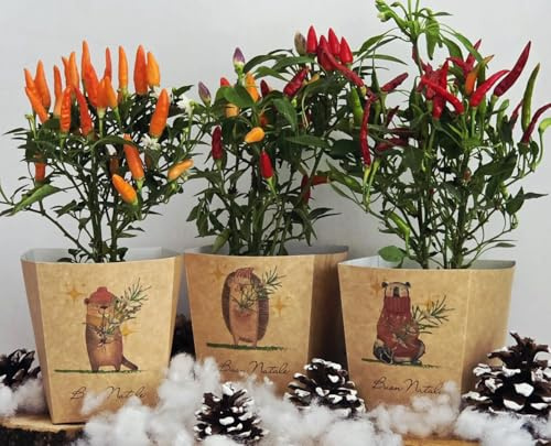 Piante di peperoncino in Confezione Invernale, n.4 vasi Ø 9 cm per la tavola, allestimenti e regali