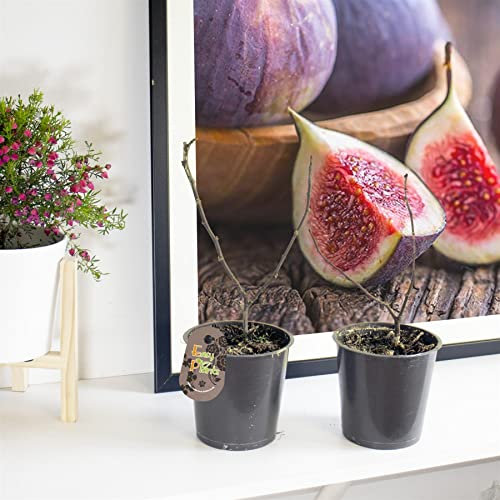 2 Fig Brown Turkey Fruit Tree Outdoor Fruit Garden Plant in 12cm Pot