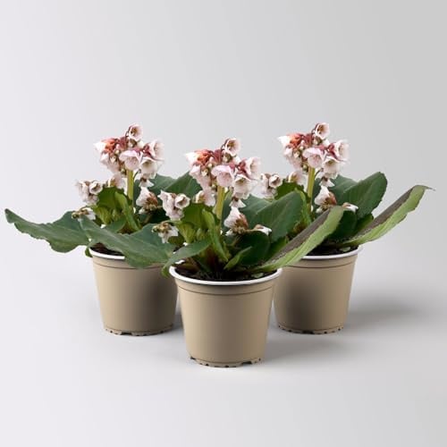 Bio Bergenie 'Harzkristall' rosa-weiß, Topf-Ø 12 cm, 3 Pflanzen